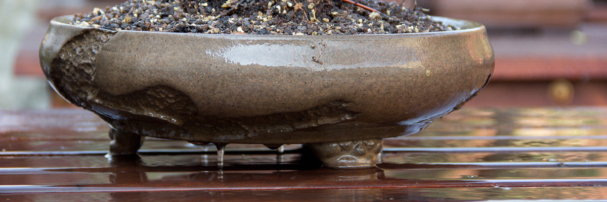 What to do with your bonsai when it rains continuously