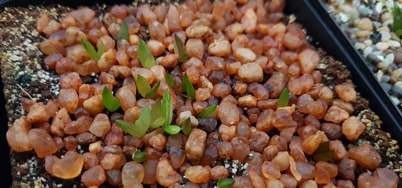 breeding haworthia succulents