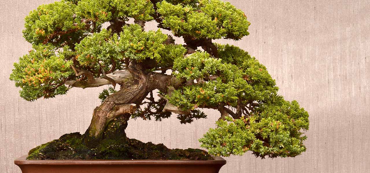 5 Bonsai Gaya Natural yang Menawan dan Aesthetic The fantastic Juniperus procumbens nana - Bonsai Tree (Pty) Ltd.