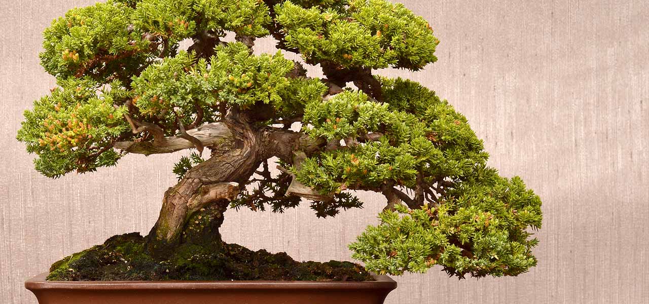 juniper procumbens nana bonsai