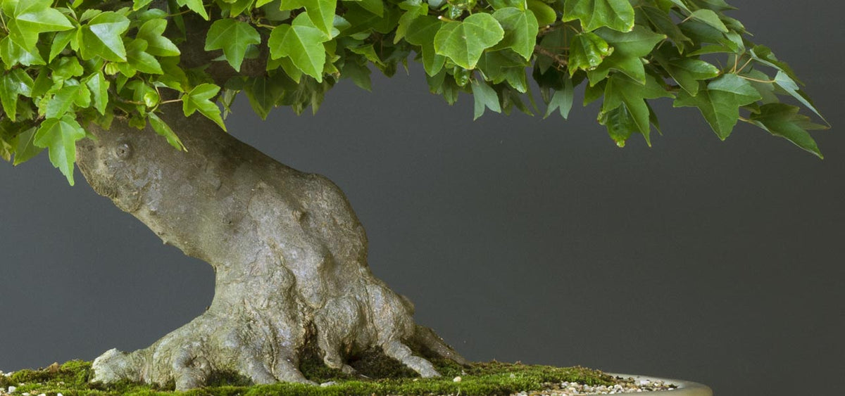 trident maple bonsai carl morrow