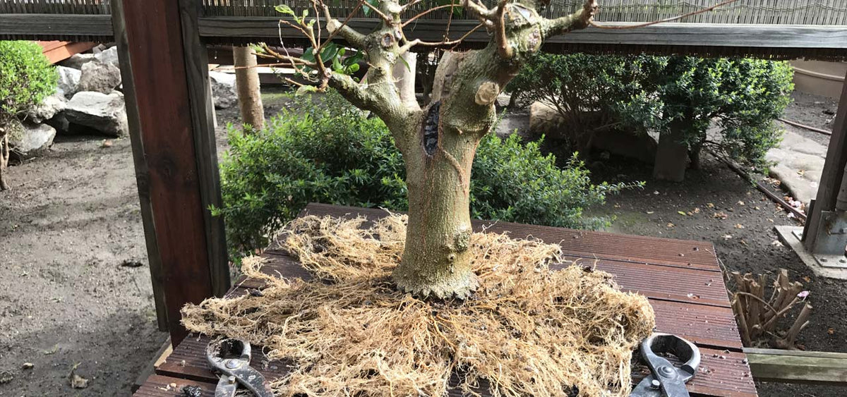 Celtis sinensis bonsai tree layering