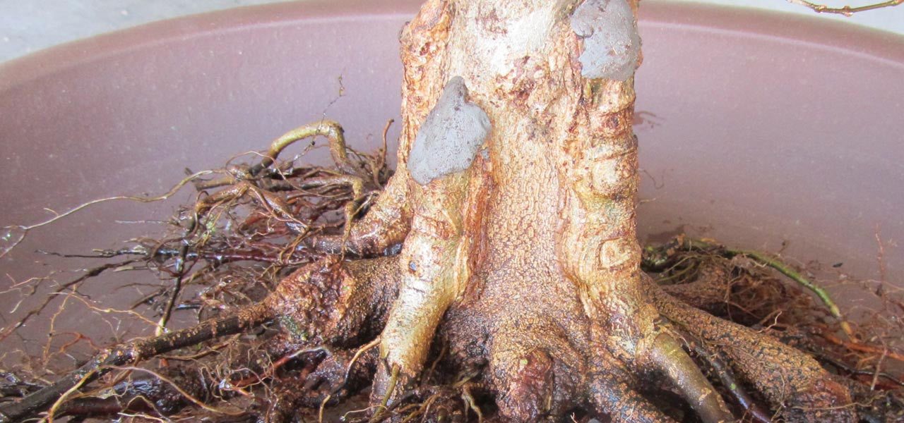 Chinese maple bonsai grafting