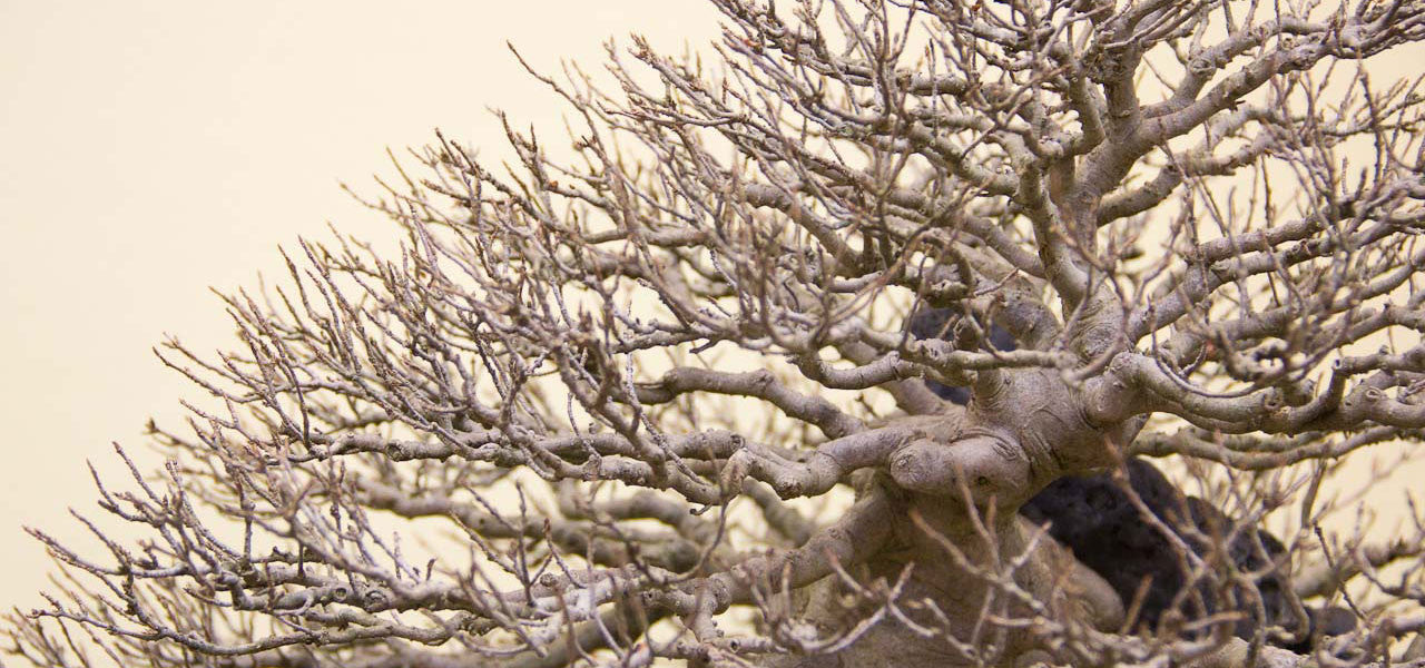 Root over Rock Chinese Maple: A critical analysis