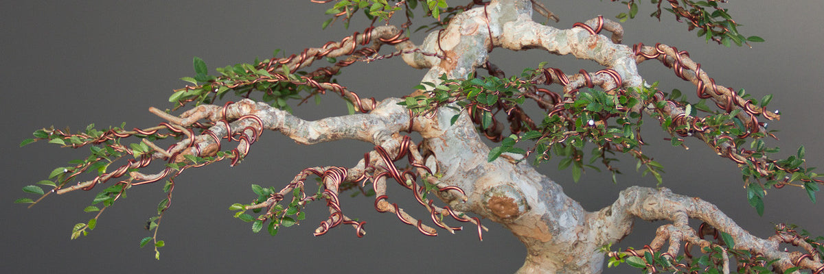 Chinese elm makeover