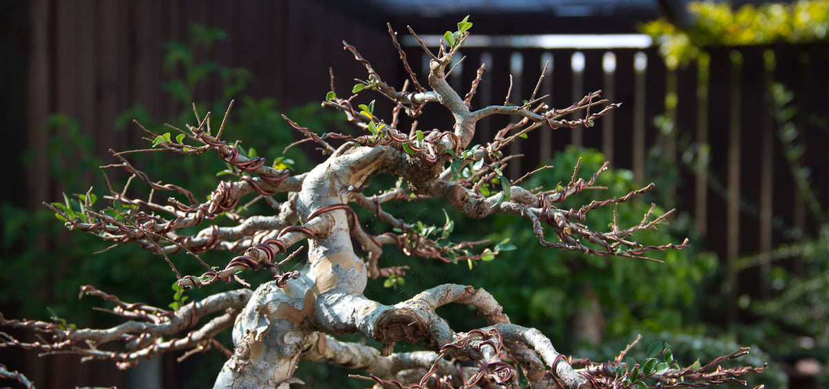 Chinese elm bonsai tree makeover