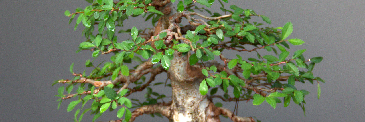 Field grown chinese elm bonsai tree