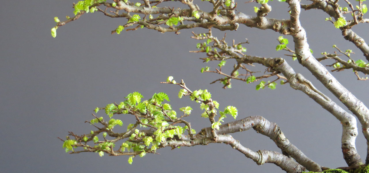 taking cuttings for bonsai trees