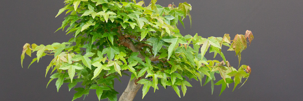 2nd Defoliation of a Chinese Maple - Bonsai Tree (Pty) Ltd.