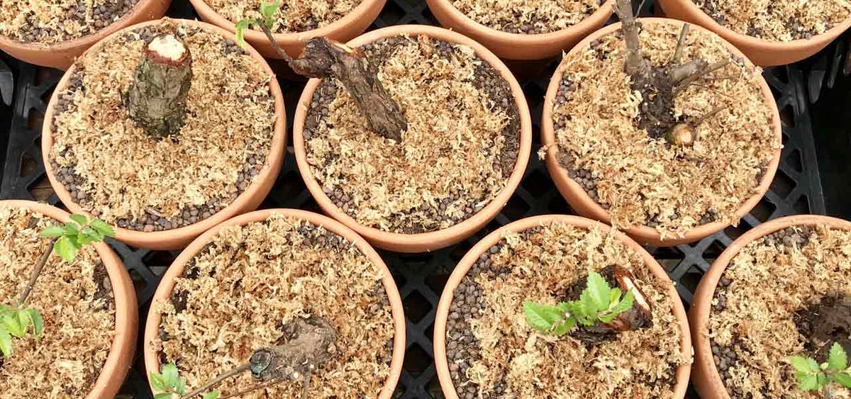 Cork bark elm cuttings the easy way Bonsai Tree (Pty) Ltd.
