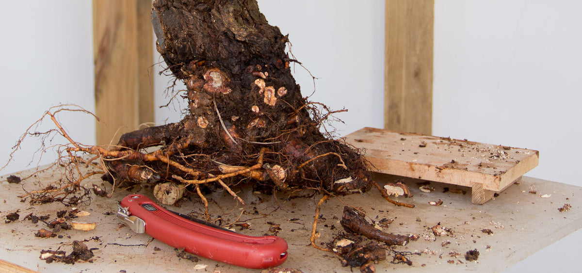 cork bark chinese elm repotting