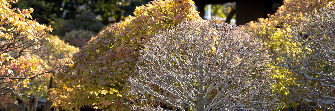 Deciduous bonsai tree ramification