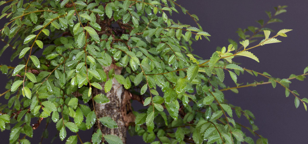 English elm bonsai development