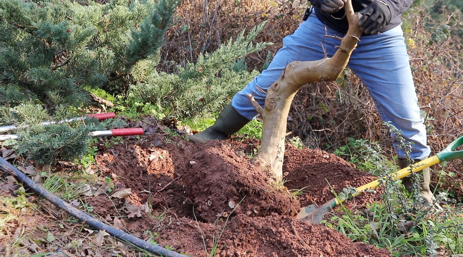 Digging field grown bonsai material