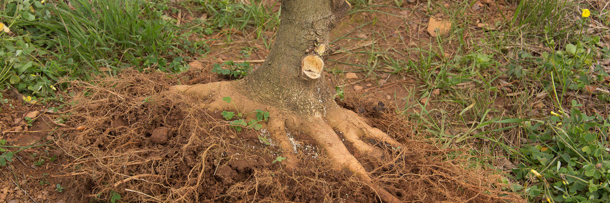 Field growing bonsai trees