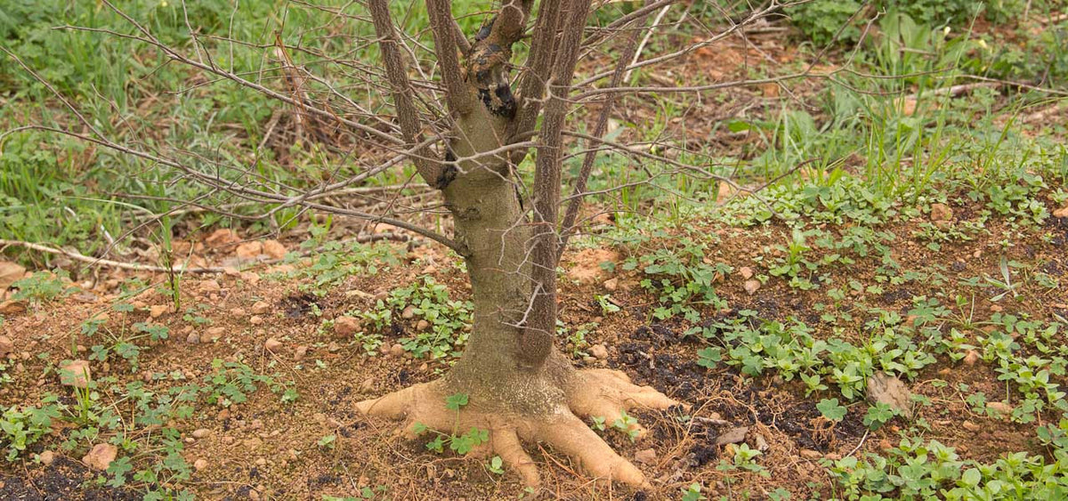 field growing celtis sinensis hackberry
