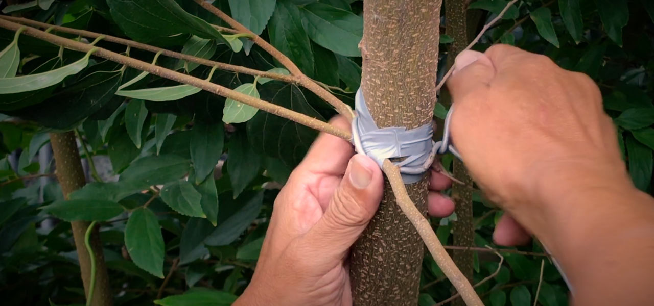 Two methods for Grafting Hackberry - Bonsai Tree (Pty) Ltd.
