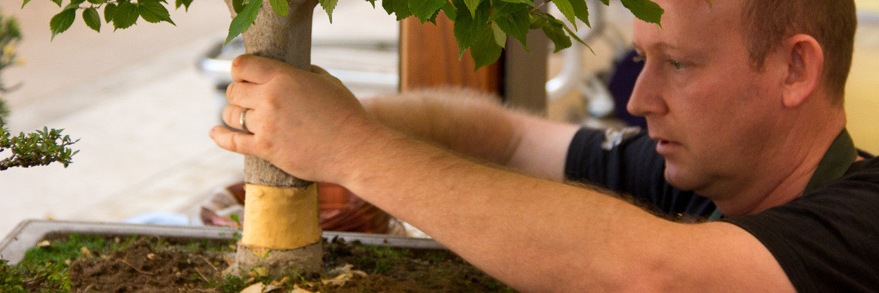 hackberry bonsai tree layering