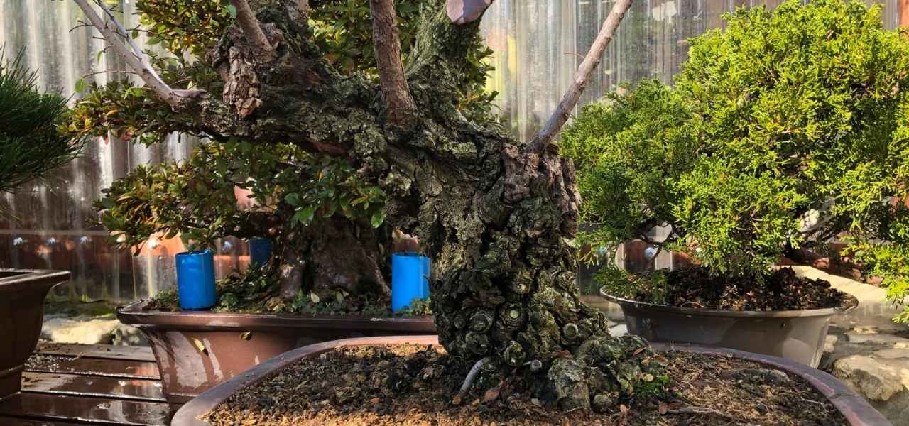 concealing scars on bonsai