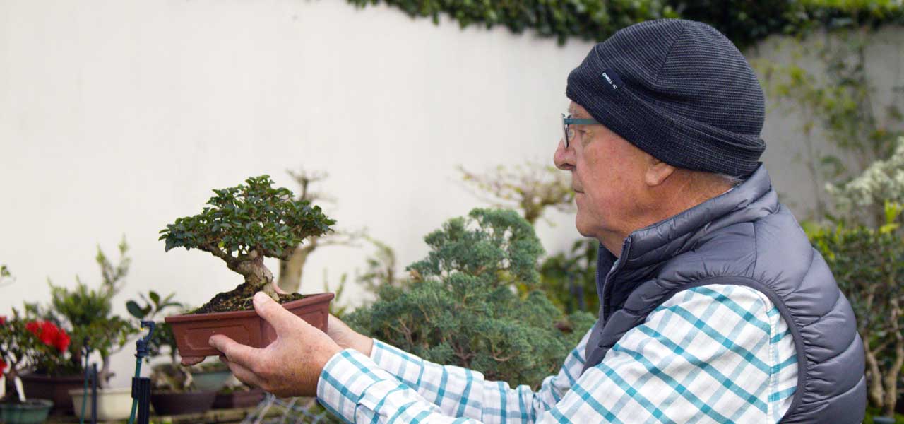 hennie nel bonsai shohin