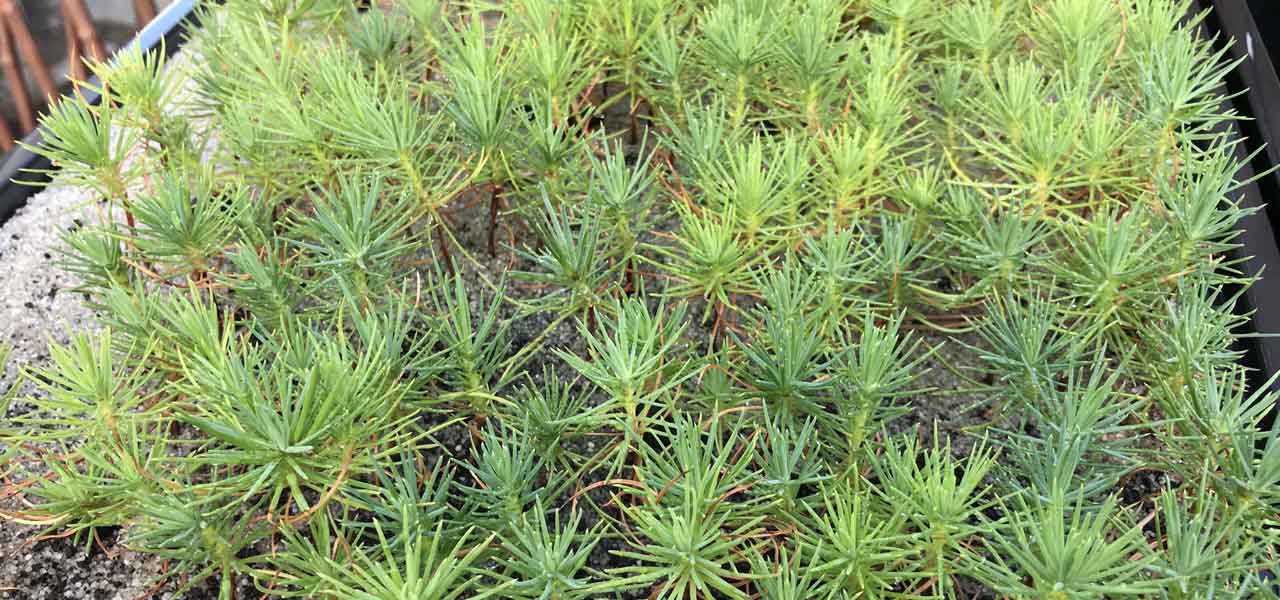 japanese black pines from seed