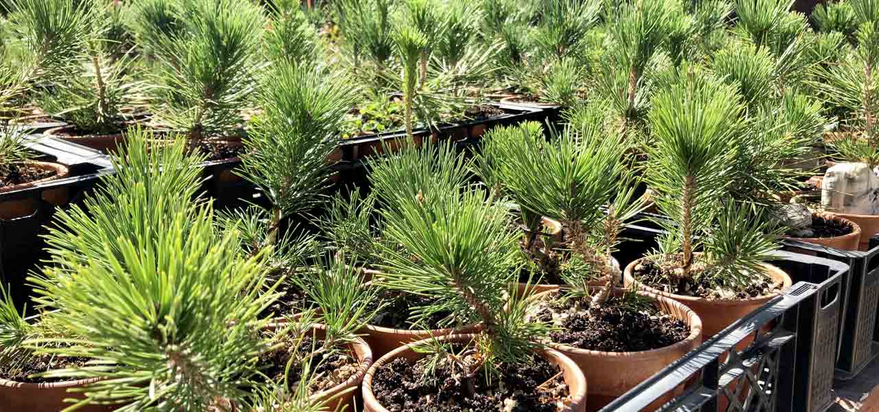 Two Needle Pines from Seed: Early Years