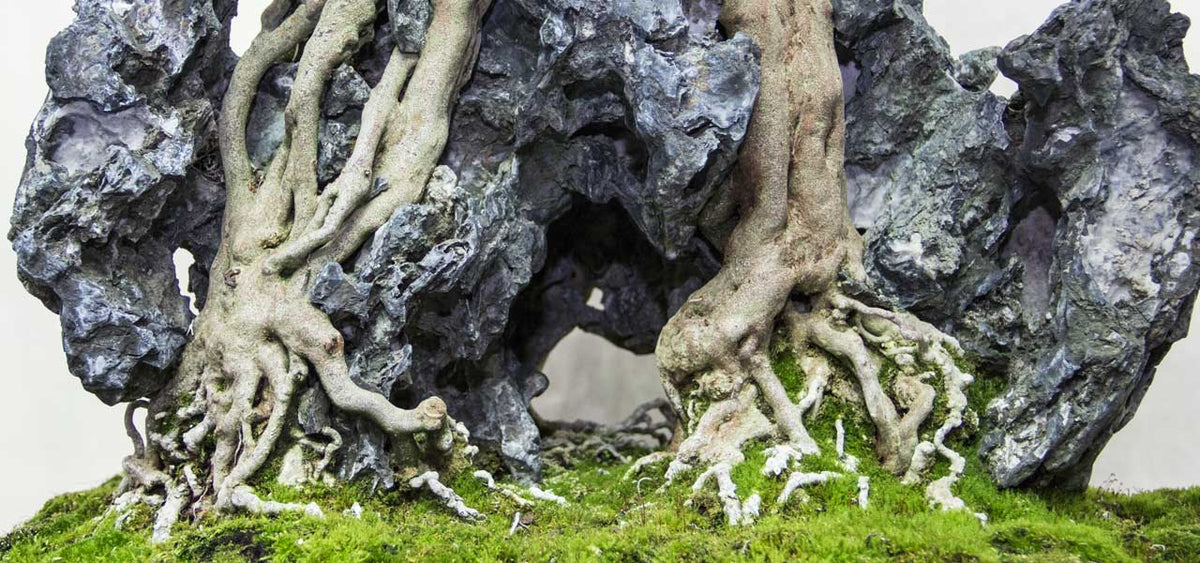 Increase your bonsai vocabulary with these common terms - Bonsai Tree (Pty)  Ltd.