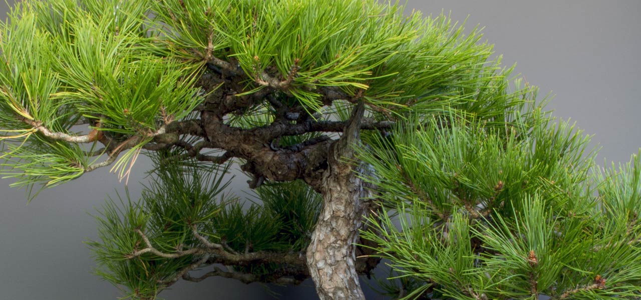 Japanese red pine bonsai tree
