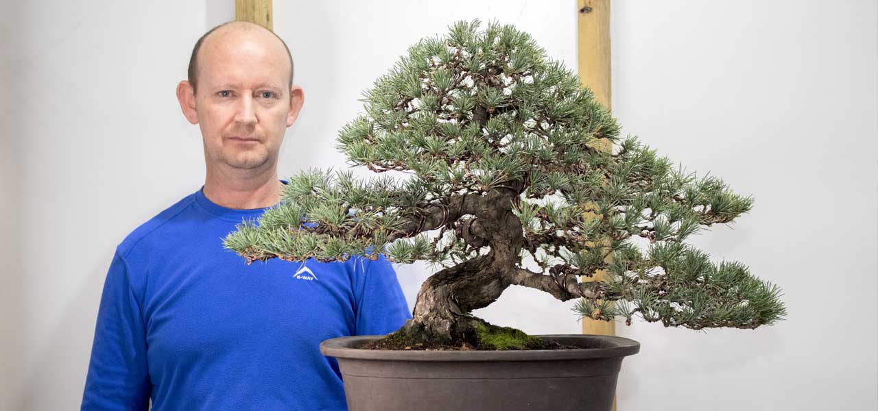 Restyling of a locally grown Japanese White Pine - Bonsai Tree (Pty) Ltd.