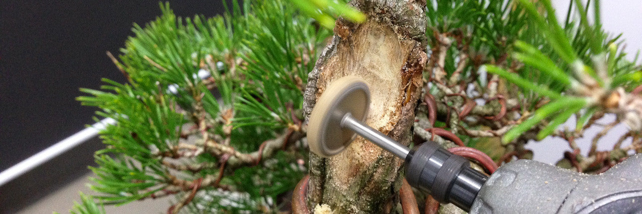 Japanese black pine makeover