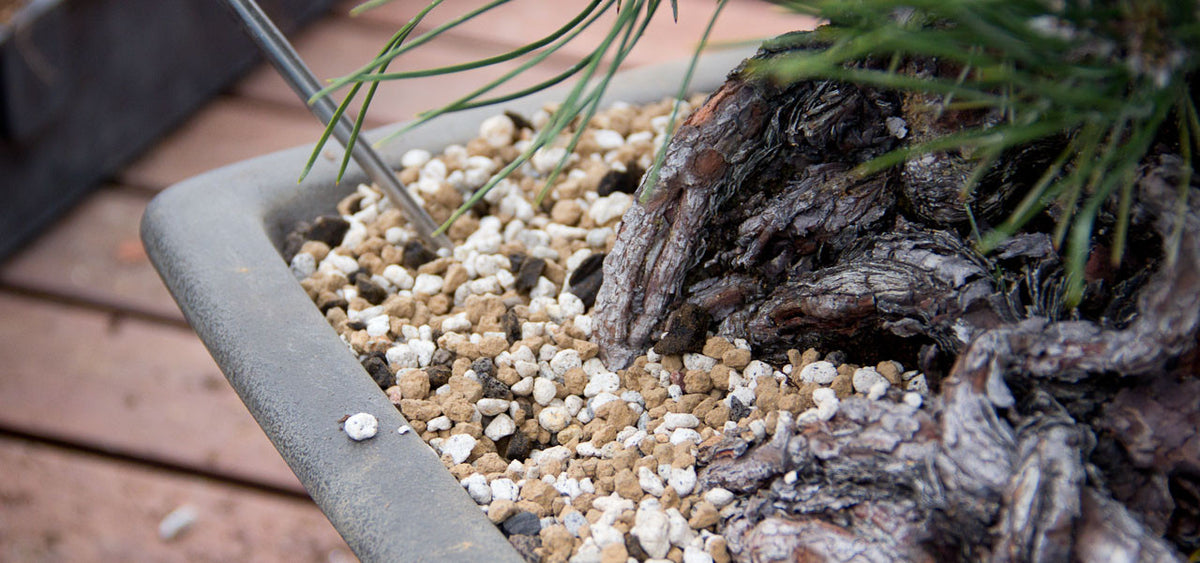 Japanese black pine repotting akadama and pumice