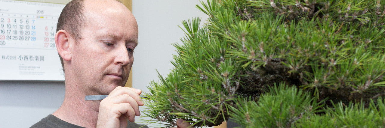 bonsai spruch Gold Bonsai » Wandbild günstig online bestellen