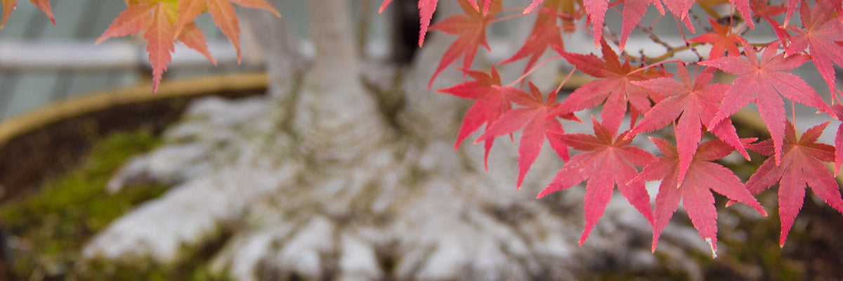 Bonsai activities in autumn