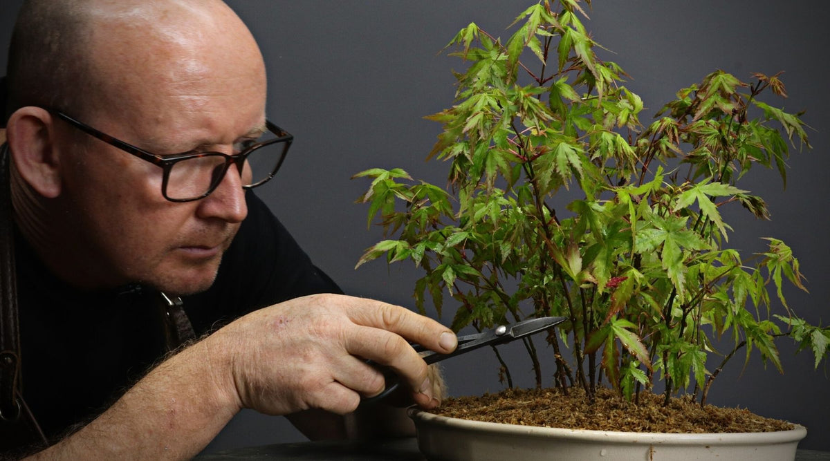 Japanese maple forest creation bonsai