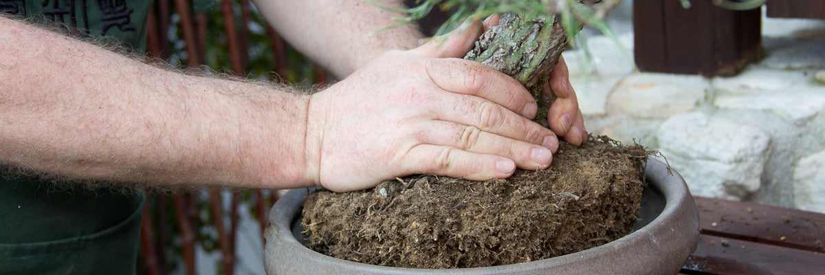 japanese red pine repotting