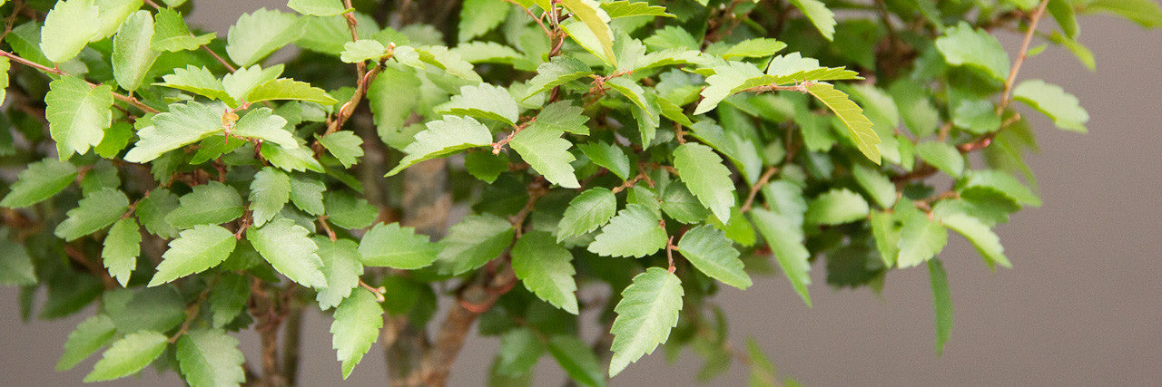Japanese Zelkova, Broom Style - from humble beginnings - Bonsai Tree (Pty)  Ltd.