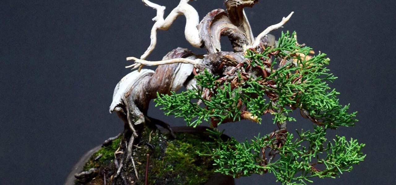 juniper bonsai compaction