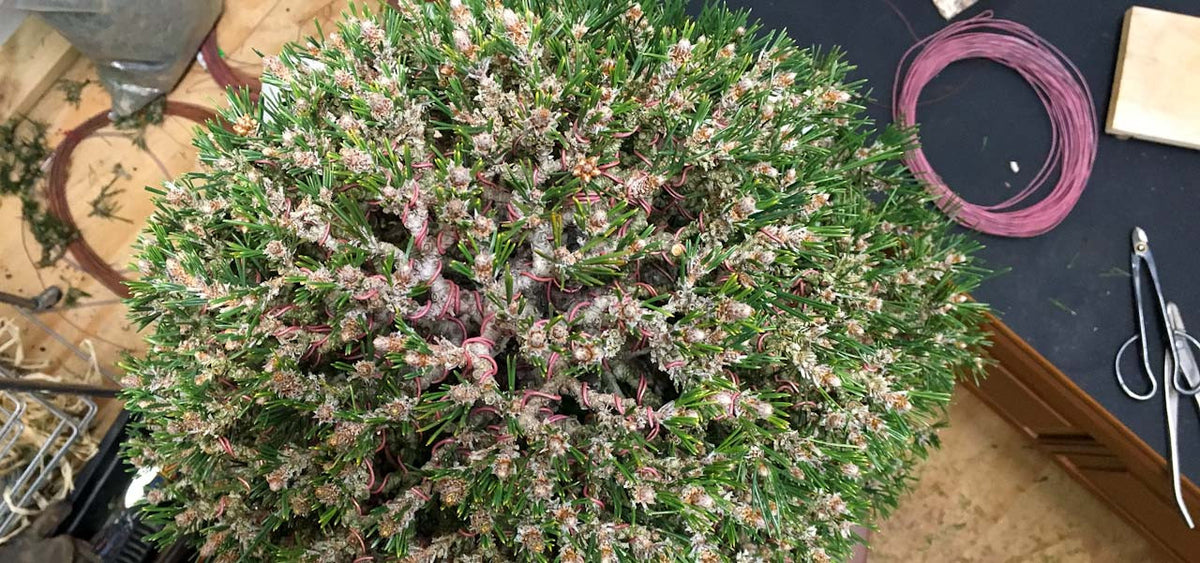 wiring and styling a kotobuki japanese black pine