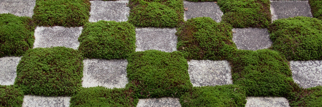 Kyoto taikan ten bonsai exhibition