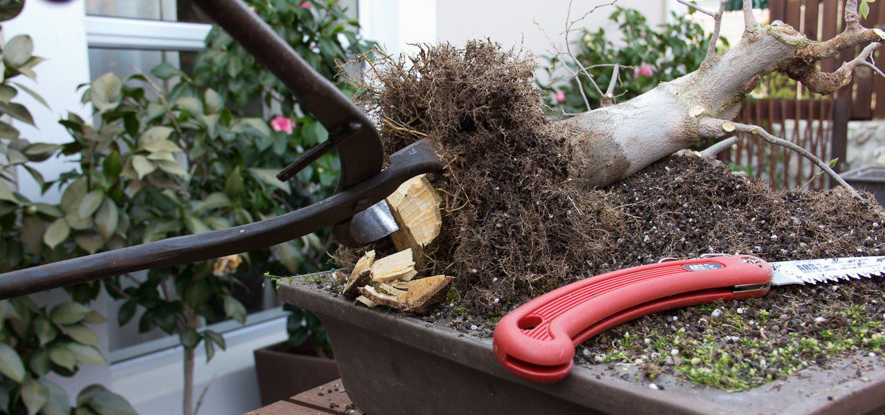 layering a bonsai hackberry celtis sinensis