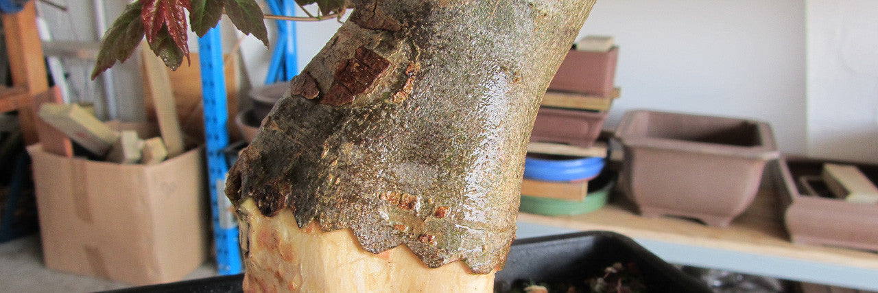 Layering chinese maple bonsai tree