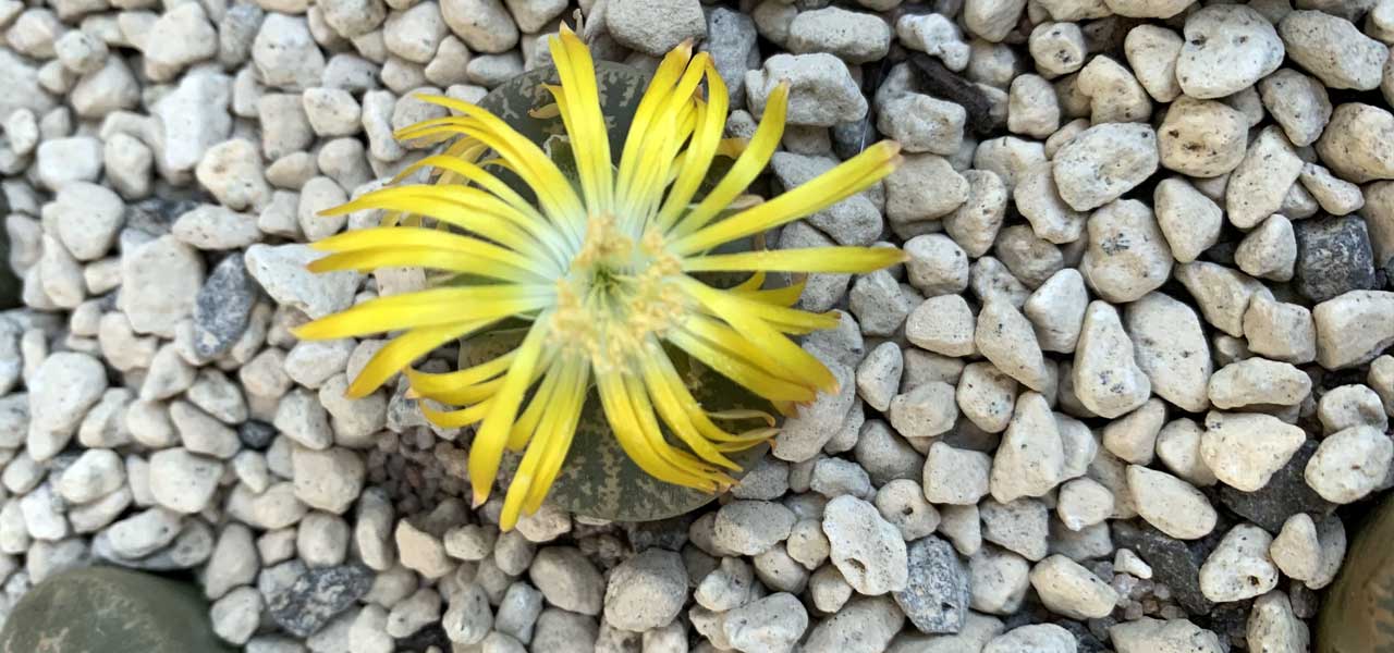 Lithops. Stone plants. Living stones. Flowering stones. Brains