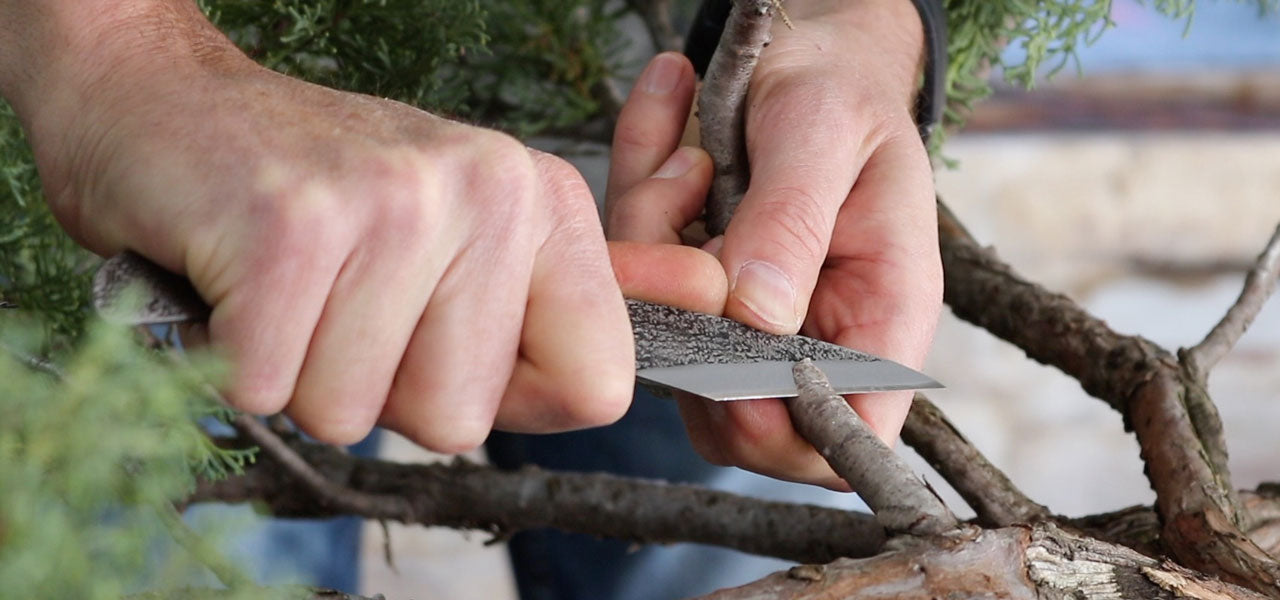 Juniper Grafting with Mark Polson Bonsai Tree (Pty) Ltd.