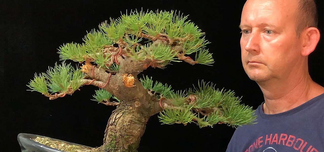 japanese white pine goyomatsu bonsai