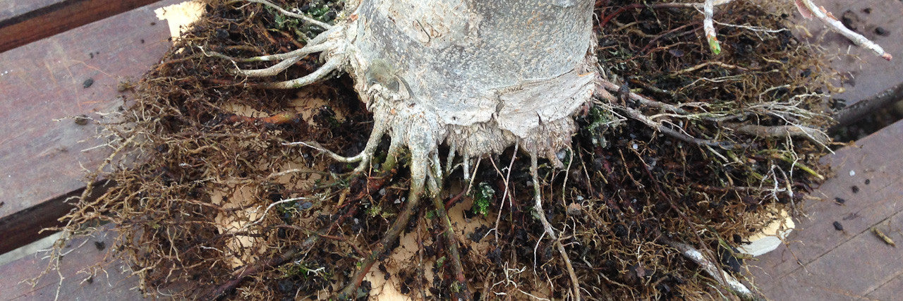Chinese maple bonsai nebari correction