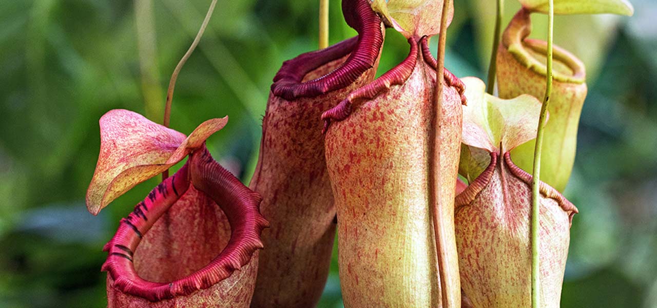 Nepenthes Essentials - Bonsai Tree (Pty) Ltd.