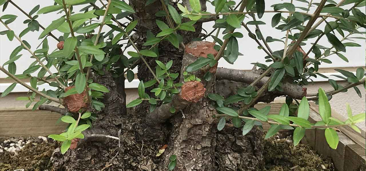 Olive bonsai post collecting tips