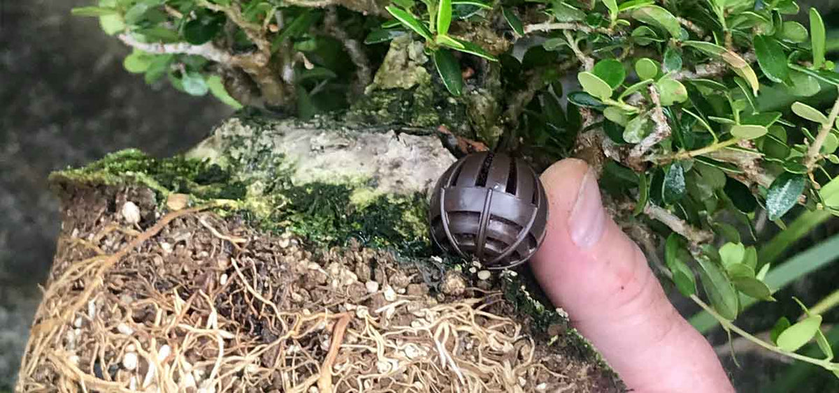 Collected Olive to Shohin Bonsai