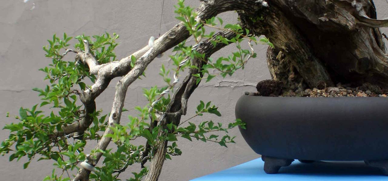 bonsai tree figurines Strictly PICKUP ONLY) Bonsai with figurines and pond in Gift bag – B for  Bonsai main image 1