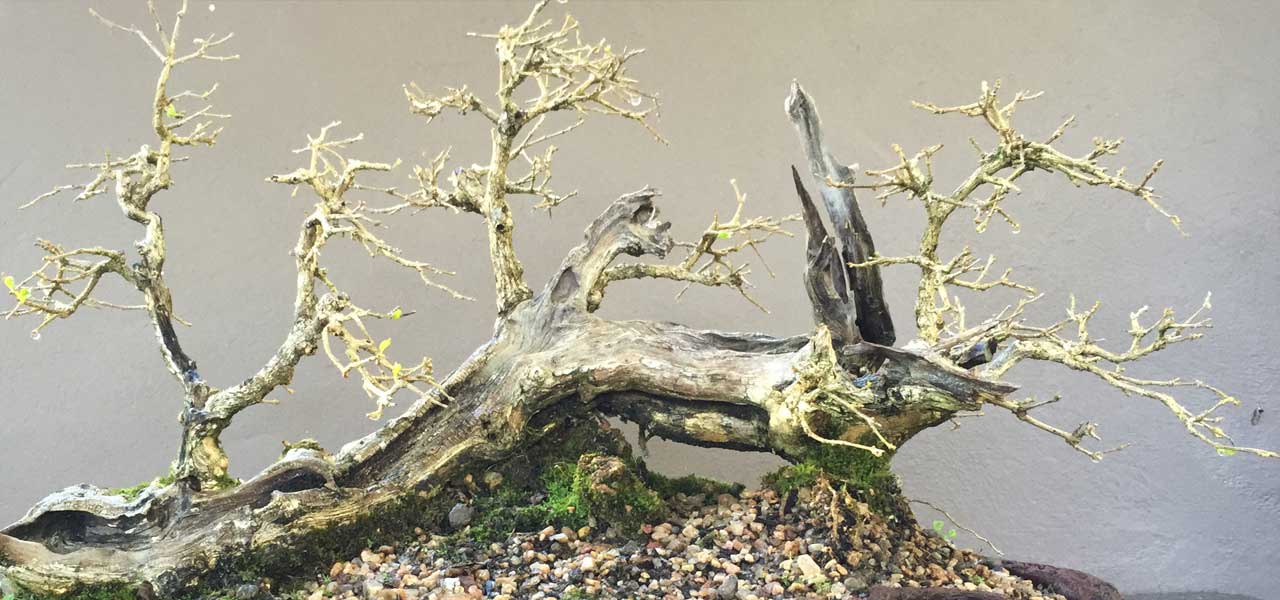 Remarkable Premna Mooiensis. Part II - Bonsai Tree (Pty) Ltd.